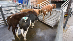 210921_cattle-loading_TS-961_c-TS-300x169